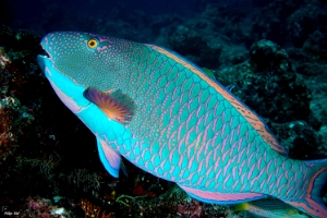 Maldives 2021 - Perroquet bicolore - Bicolor parrotfish - Cetoscarus bicolor - DSC00171_rc